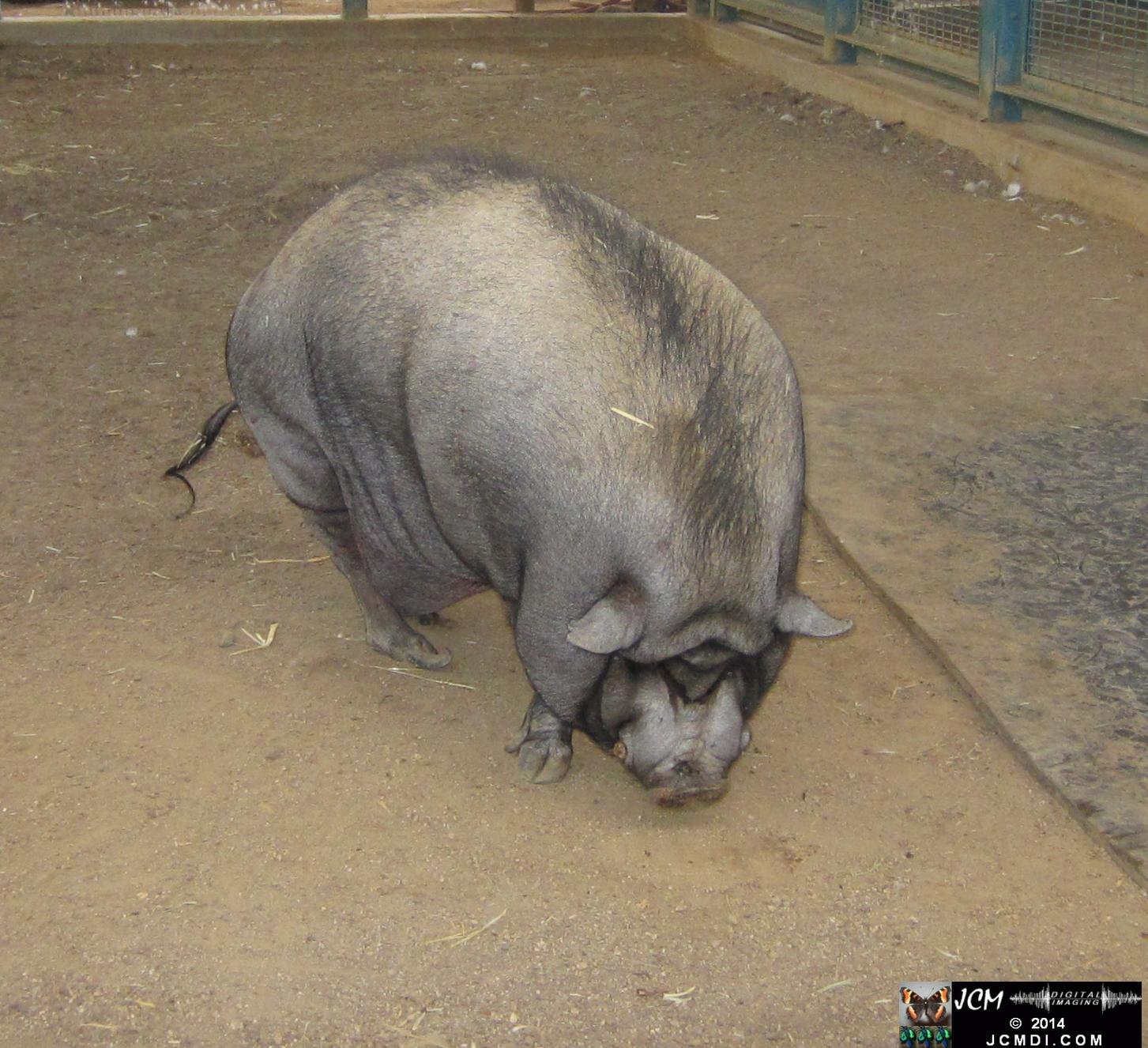 Hart Park Zoo Pot Bellied Pig